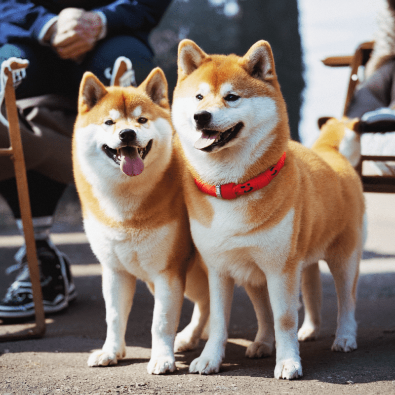 文生视频